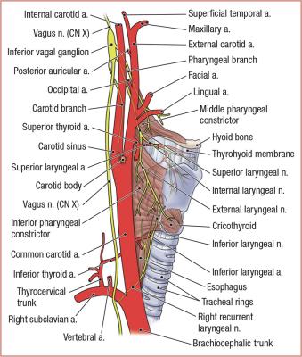 thumbs/Carotid Artery and Vegus Nerve.jpeg.jpg